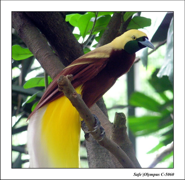2005 - 06 - Jurong Birdpark 07.JPG